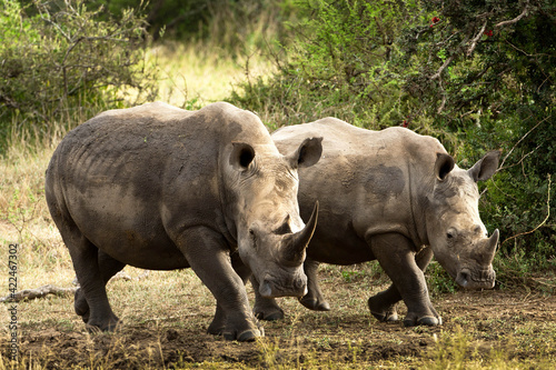 White rhino on the move..