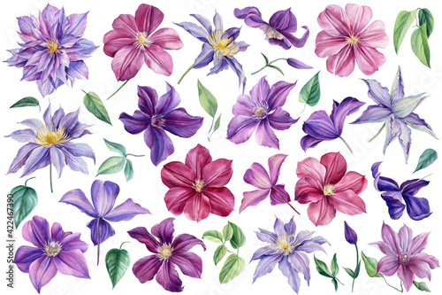 Watercolor flowers Clematis on isolated white background  botanical painting. Set of floral design elements.