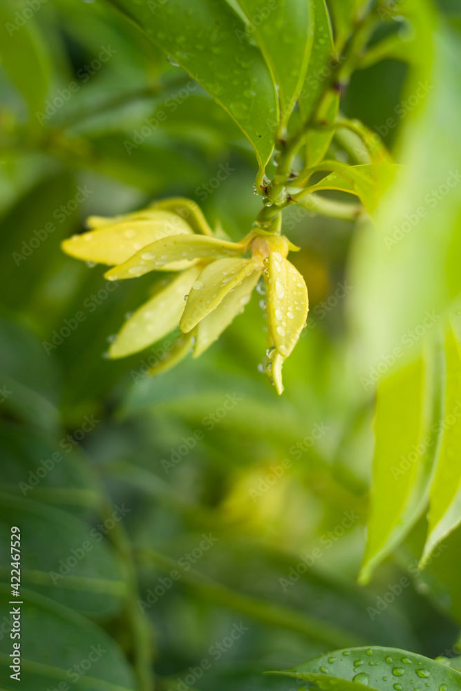 Ylang-Ylang Flowers on tree nature background Ylang-Ylang Flowers on tree nature background
