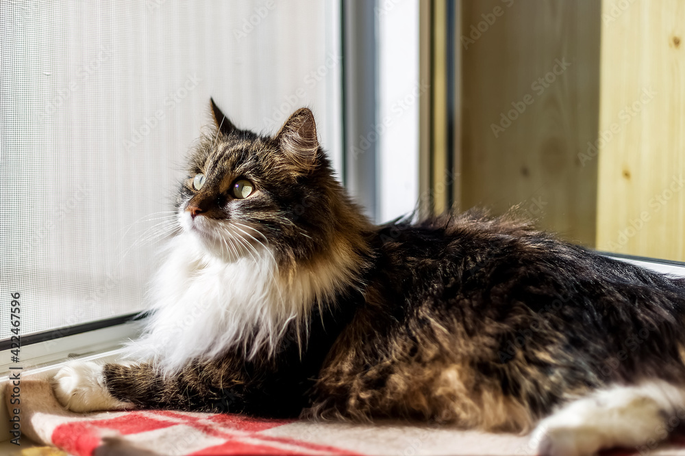 A fluffy gray and white cat lies on a checkered blanket on the windowsill