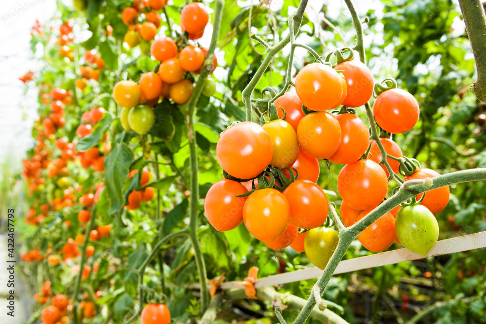 Close-up ripe cherry tomatoes soon to be harvest on the farm in Taiwan. Close-up ripe cherry tomatoes soon to be harvest on the farm in Taiwan.