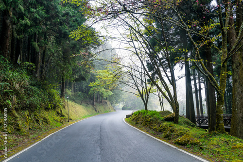 The asphalt road through in forest, Alishan Forest Recreation Area in Chiayi, Taiwan.