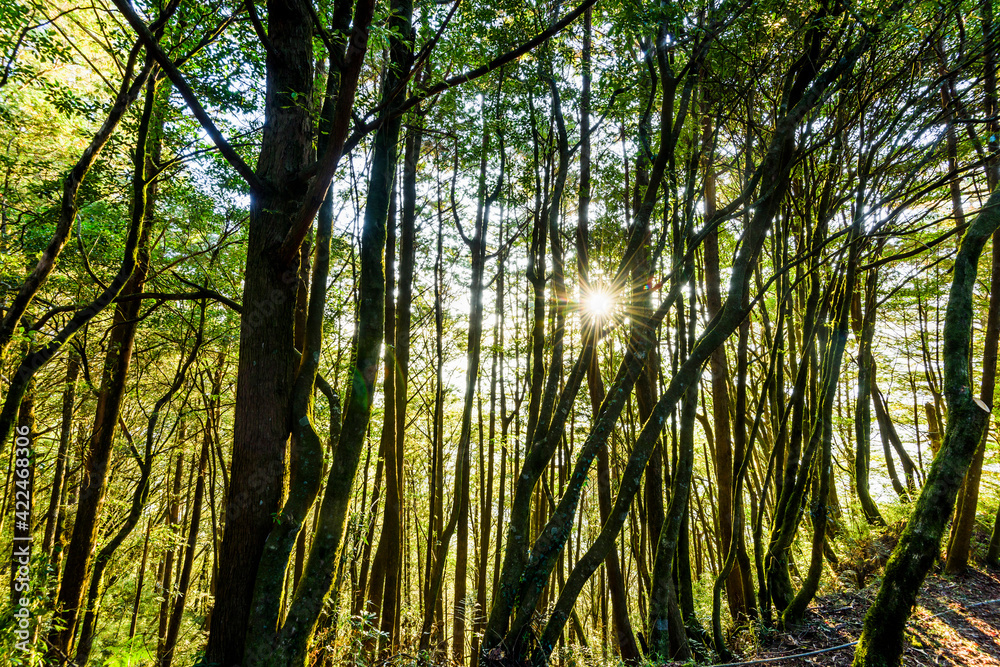 Beautiful green forest in the Alishan Forest Recreation Area in Chiayi, Taiwan. Beautiful green forest in the Alishan Forest Recreation Area in Chiayi, Taiwan.