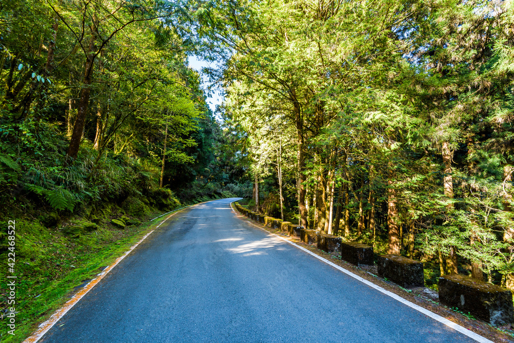 Obraz premium The asphalt road through in forest, Alishan Forest Recreation Area in Chiayi, Taiwan.