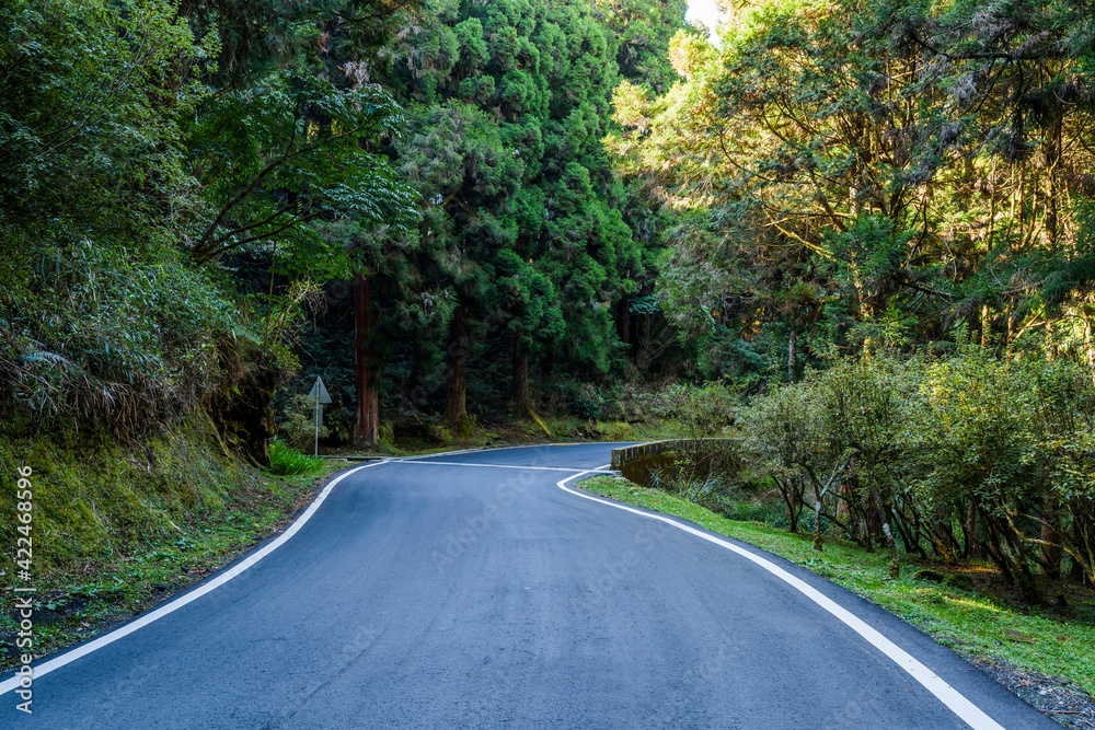 Fototapeta premium The asphalt road through in forest, Alishan Forest Recreation Area in Chiayi, Taiwan.