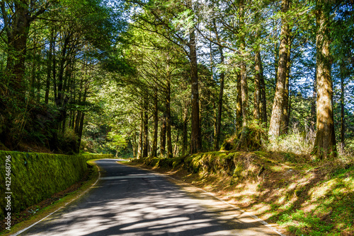 The asphalt road through in forest, Alishan Forest Recreation Area in Chiayi, Taiwan.