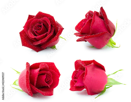 Fototapeta Naklejka Na Ścianę i Meble -  clipping path red rose isolated on white background