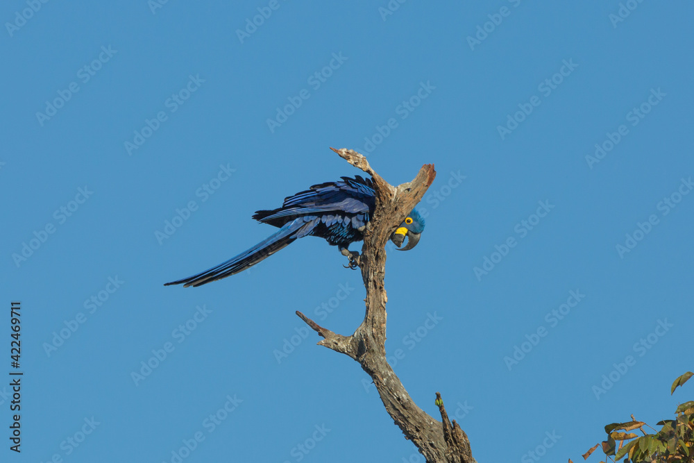 Brazilian Wildlife: The amazing blue Parrot (Hyacinth Macaw) resting on a branch along the Transpantaneira in the Pantanal in Mato Grosso, Brazil