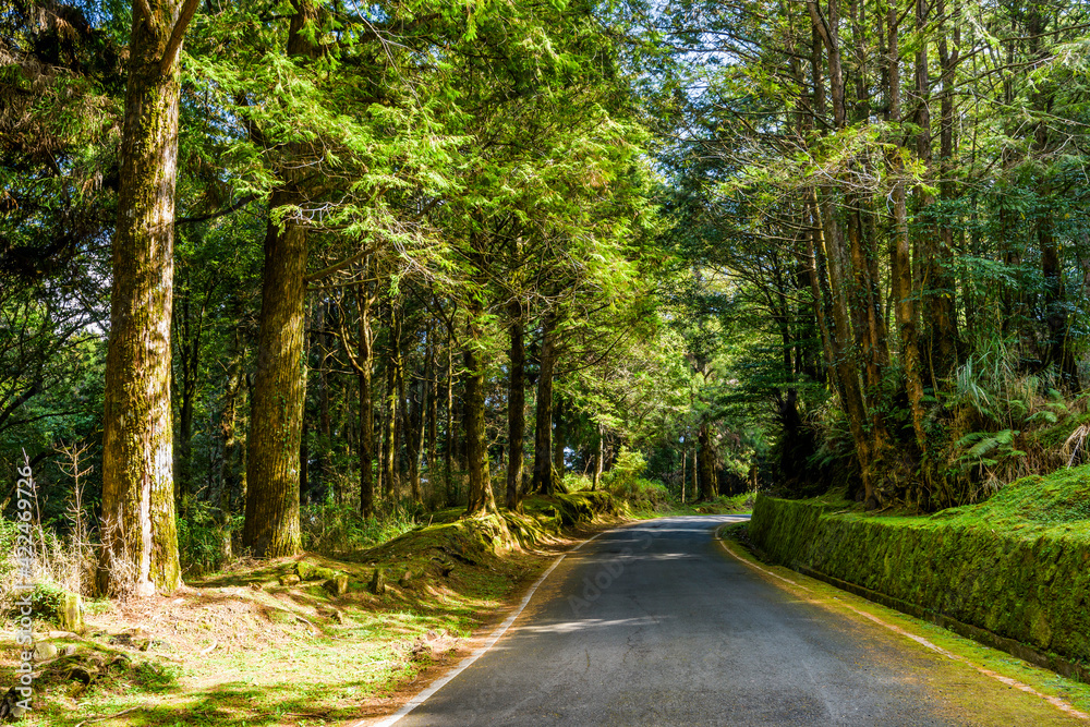 The asphalt road through in forest, Alishan Forest Recreation Area in Chiayi, Taiwan. The asphalt road through in forest, Alishan Forest Recreation Area in Chiayi, Taiwan.