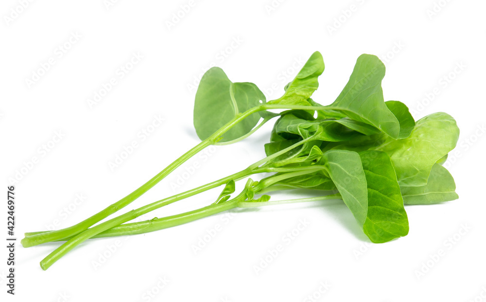 spinach vegetable isolated on white background clipping path spinach vegetable isolated on white background clipping path