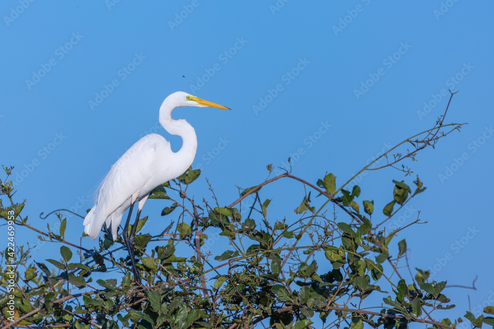 White Great Egret in the northern Pantanal in Mato Grosso, Brazil White Great Egret in the northern Pantanal in Mato Grosso, Brazil