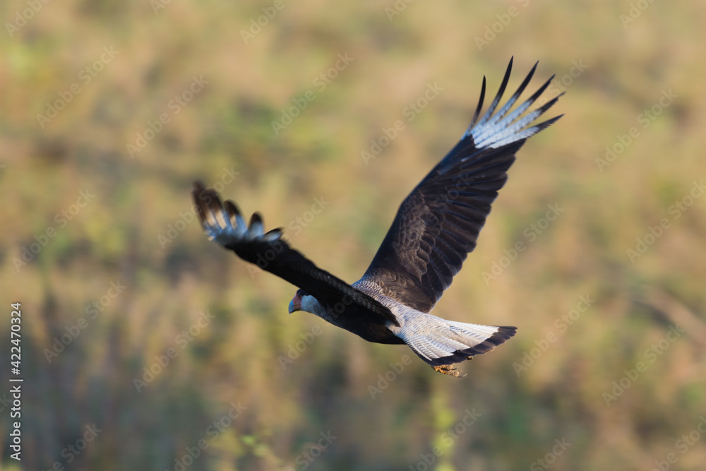 Fototapeta premium Flying Crested Caracara (Caracara plancus) in the Pantanal in Mato Grosso, Brazil