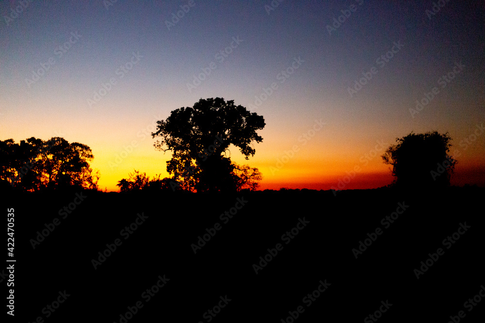 Panorama of the landscape in the Pantanal during sunset Panorama of the landscape in the Pantanal during sunset