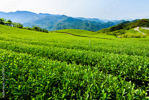 Beautiful tea plantation landscape on the mountaintop of Alishan in Taiwan.