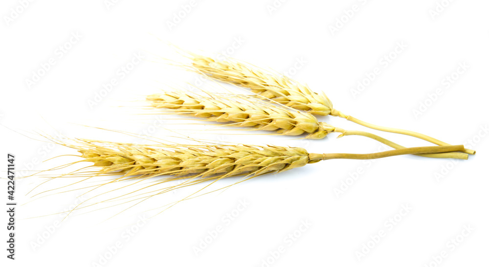 dry barley rice isolated on white background dry barley rice isolated on white background