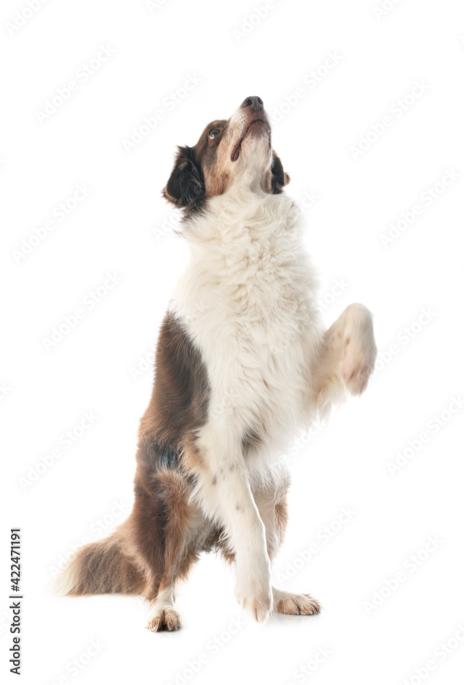 australian shepherd in studio australian shepherd in studio