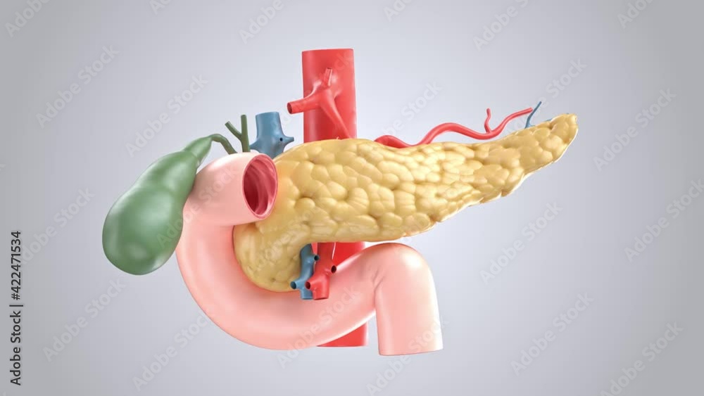 Anatomically accurate animation turntable of human pancreas with ...