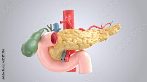 Anatomically accurate animation turntable of human pancreas with gallbladder, duodenum and blood vessels. 3d rendering