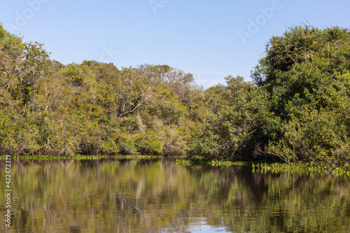 Trees reflecting in the water of the Rio Claro in the Pantanal in Mato Grosso  Brazil