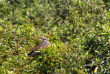 Savanna Hawk sitting on a tree, seen in the northern Pantanal in Mato Grosso, Brazil