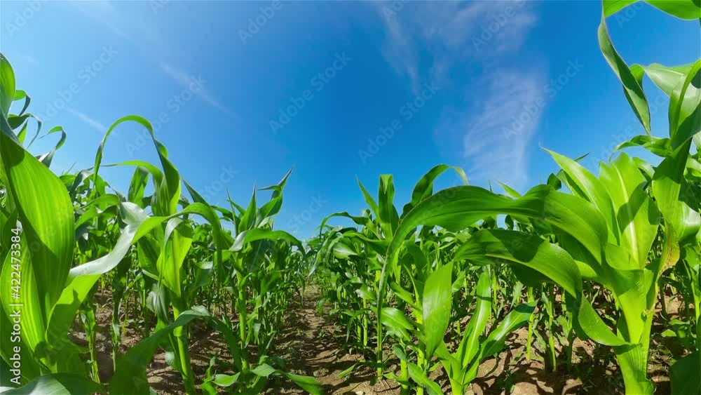 Beautiful summer landscape of a corn field. Countryside Landscape With Growing Corn Field. Beautiful summer landscape of a corn field. Countryside Landscape With Growing Corn Field.