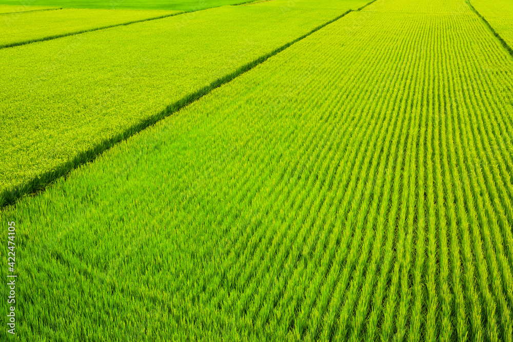 Rice crop soon to be harvest in the paddy field of Taiwan. Rice crop soon to be harvest in the paddy field of Taiwan.