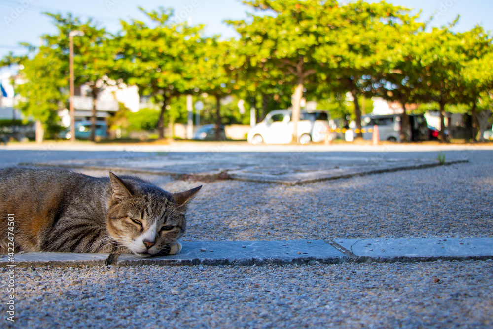 Obraz premium A cute cat sleeping on the ground in Okinawa, Japan