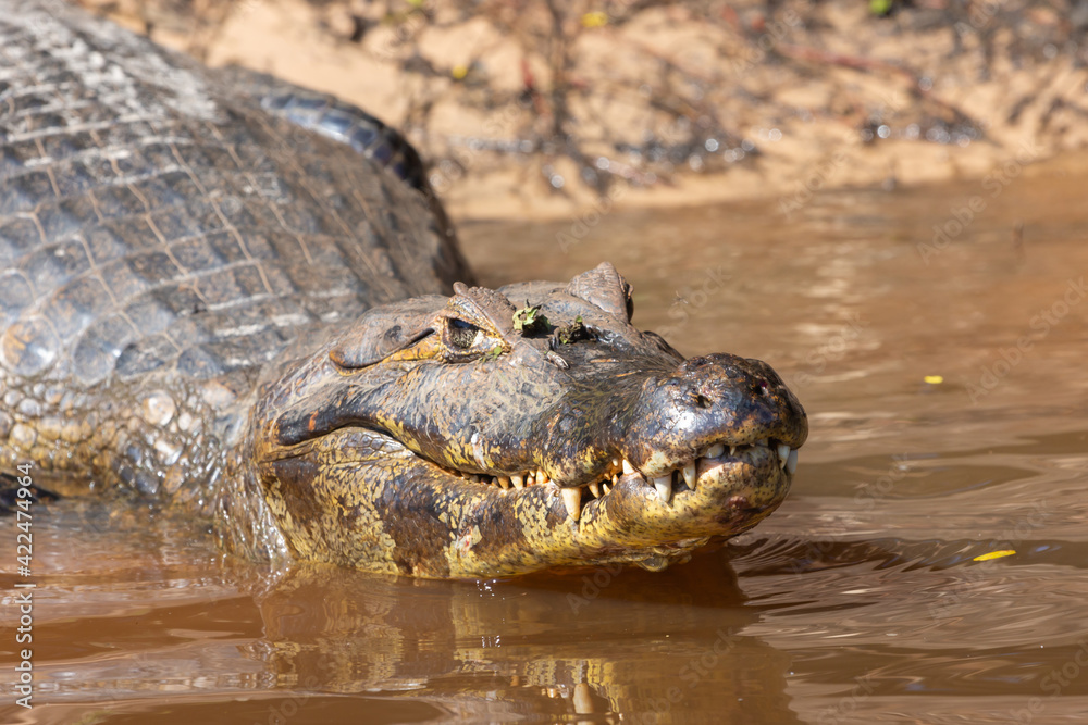 Brazilian Wildlife: Portrait of the head of a caiman with closed mouth and visible teeth in the northern Pantanal in Mato Grosso, Brazil Brazilian Wildlife: Portrait of the head of a caiman with closed mouth and visible teeth in the northern Pantanal in Mato Grosso, Brazil