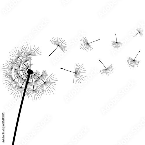 dandelion flower silhouette with flying seeds  