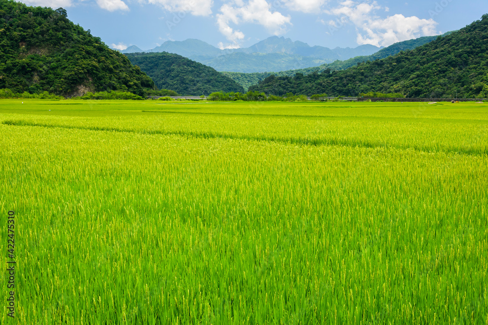 Large area rice field with mountains background under blue sky, Taiwan eastern.
