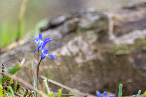 Endymion non-scriptus wood flower as close-up macro in blooming blue and violet shows spring time in full blow as bluebell flower in gardens and forests England and Great Britain natural environment photo