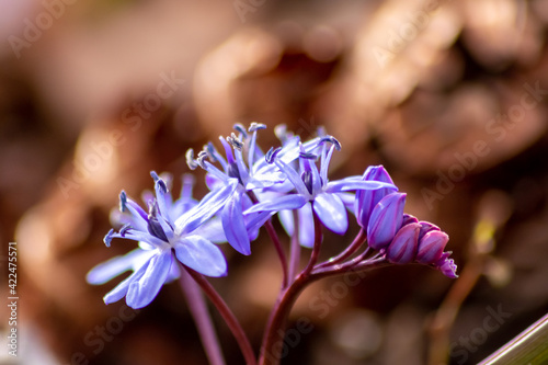 Endymion non-scriptus wood flower as close-up macro in blooming blue and violet shows spring time in full blow as bluebell flower in gardens and forests England and Great Britain natural environment photo