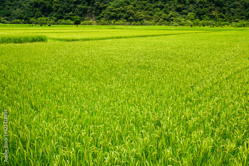 A large area of rice field with mountains background in Hualien, Taiwan.