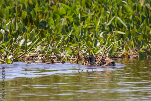 Jaguar swimming in the Rio Sao Lourenco in the Pantanal in Mato Grosso, Brazil