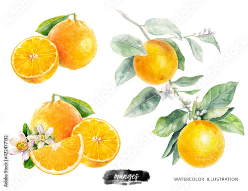 Orange fruit with leaves watercolor illustration isolated on white background © cosmicanna