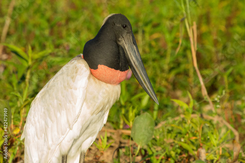 Fototapet Close up of the Head and Beak of a Jairu mycteria in the Pantanal in Mato Grosso