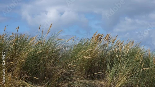 Wallpaper Mural Reeds and grasses blowing in the wind on a Uk beach, In Slow Motion - 10 Second Version 1080p Torontodigital.ca