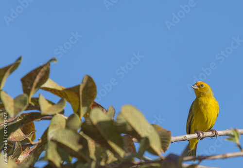 Saffron Finch sitting on a branch in front of blue sky on the Transpantaneira in the northern Pantanal in Mato Grosso, Brazil photo