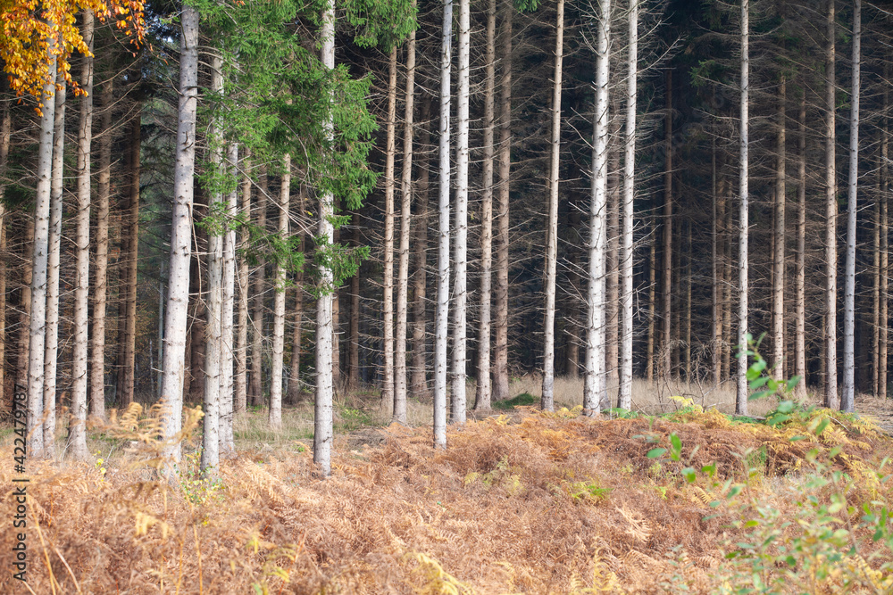 Fototapeta premium Forest in autumn in Denmark