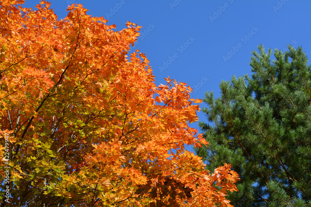 Bright orange leaves of maple tree and green needles of pine on the background of blue sky. Beautiful autumn view. Bright orange leaves of maple tree and green needles of pine on the background of blue sky. Beautiful autumn view.
