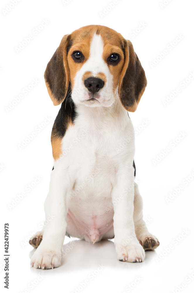 Beagle puppy isolated on white background