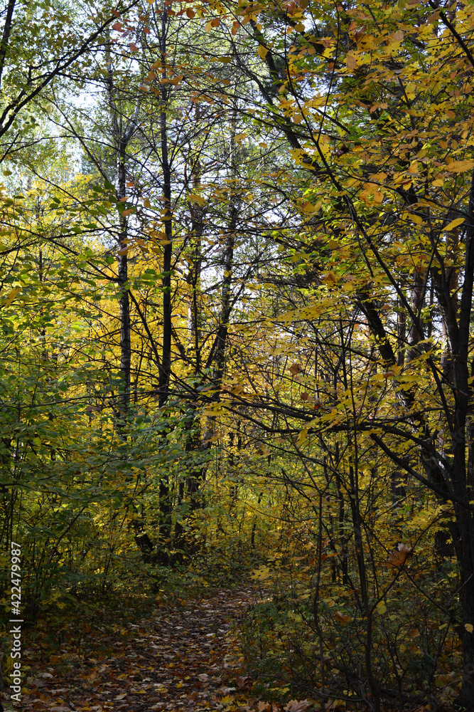 Walking path in forest in the beginning of autumn