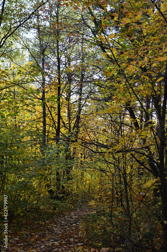 Walking path in forest in the beginning of autumn