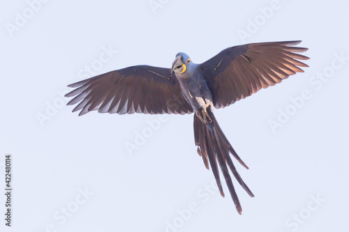 Close-up of a flying Hyacinth Macaw in the Pantanal in Mato Grosso, Brazil