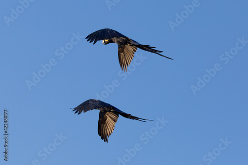Two Hyacinth Macaws (Anodorhynchus hyacinthinus) flying along the transpantaneira in the Pantanal in Mato Grosso, Brazil