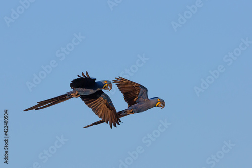Pair of the endangered Hyacinth macaw in the Pantanal in Mato Grosso, Brazil