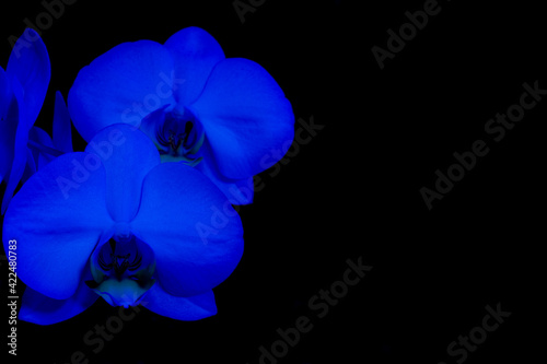 Blue orchid blossom isolated on black background photo