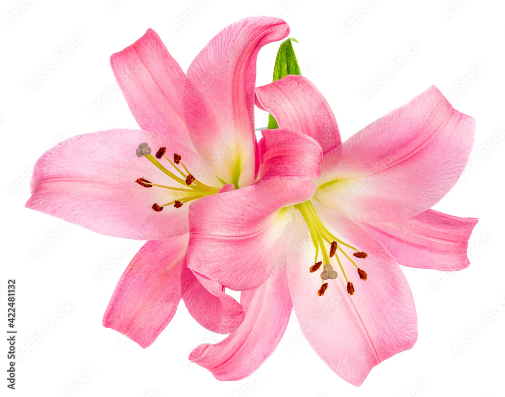 Naklejka premium Pink Lily flower isolated on white background. Beautiful tender Lilly.