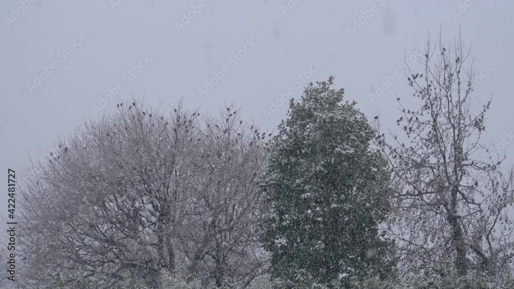 A flock of starlings resting on trees on a snowy winter day. A flock of starlings resting on trees on a snowy winter day.