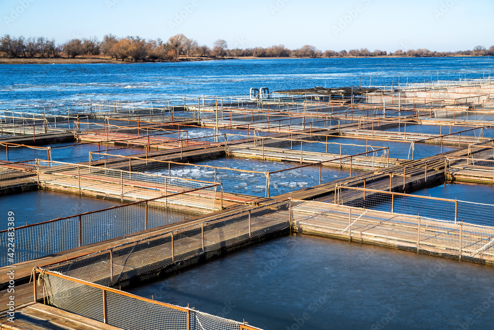 Cages for fish farming in the natural river